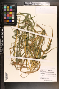 Elymus riparius image