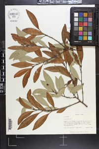 Persea humilis image