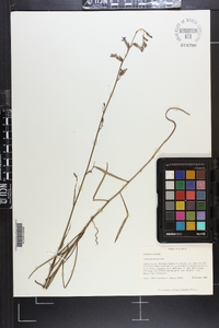 Lobelia glandulosa image