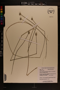 Eriocaulon decangulare image