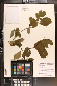 Ilex ambigua image