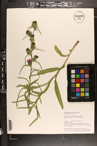 Liatris squarrosa image