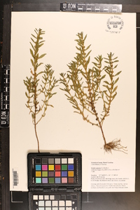 Rotala ramosior image