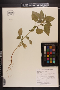 Acalypha ostryifolia image