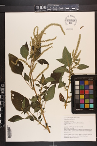 Amaranthus spinosus image