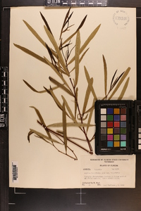 Asimina longifolia var. longifolia image