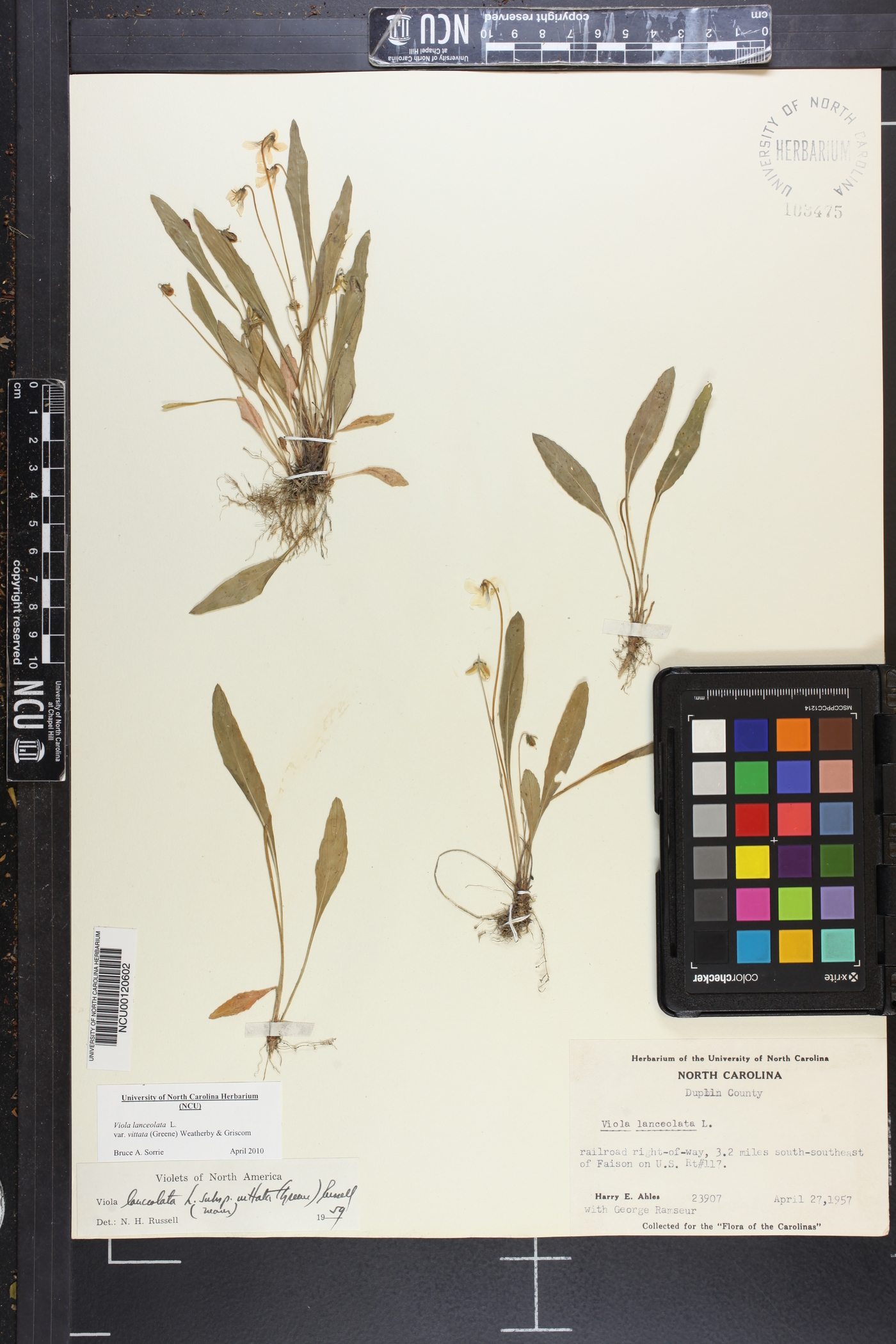 Viola vittata image