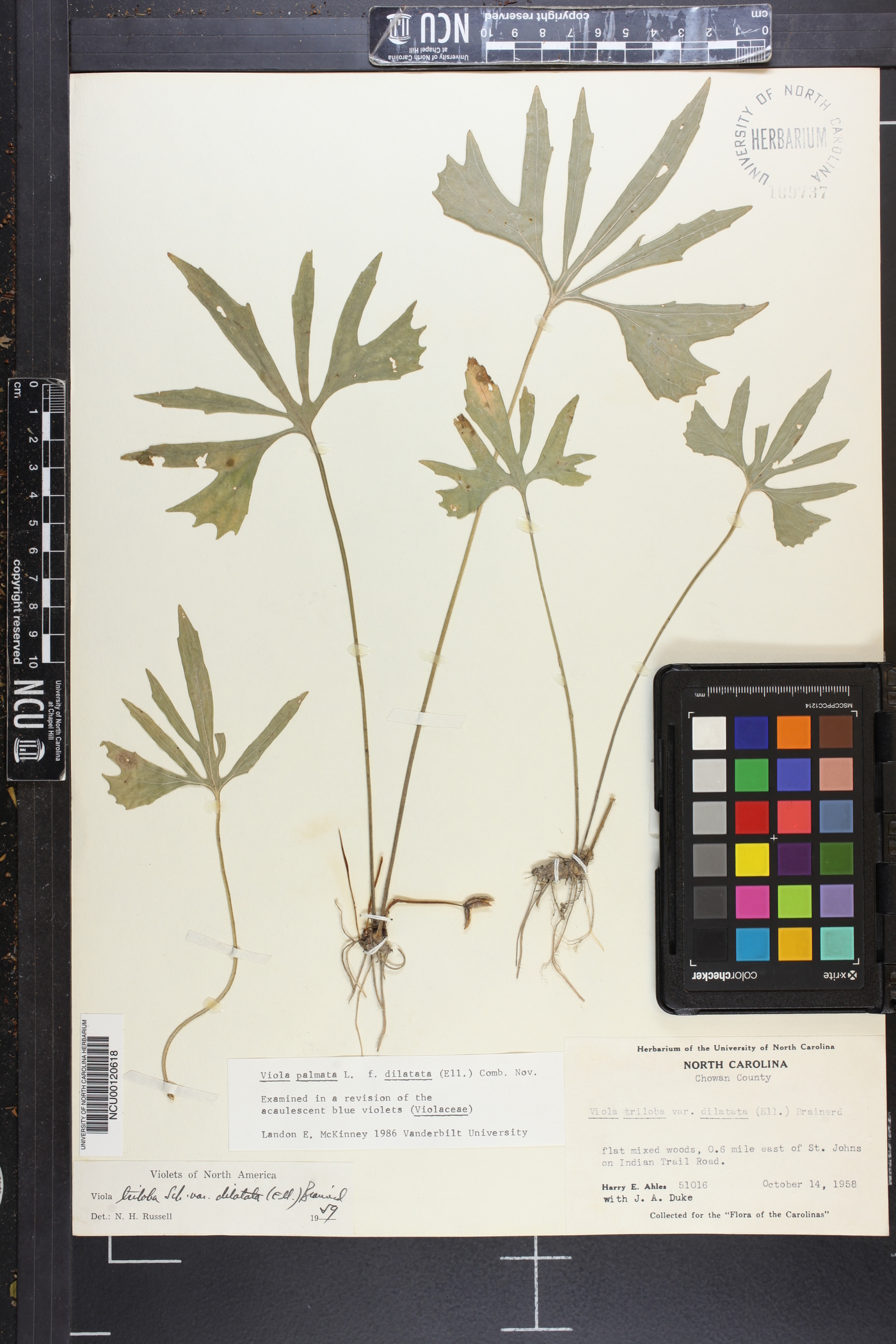 Viola palmata var. dilatata image