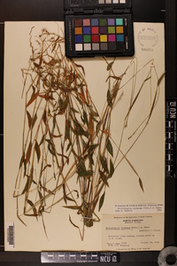 Microstegium vimineum image