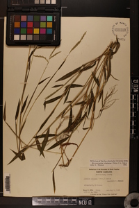 Microstegium vimineum image