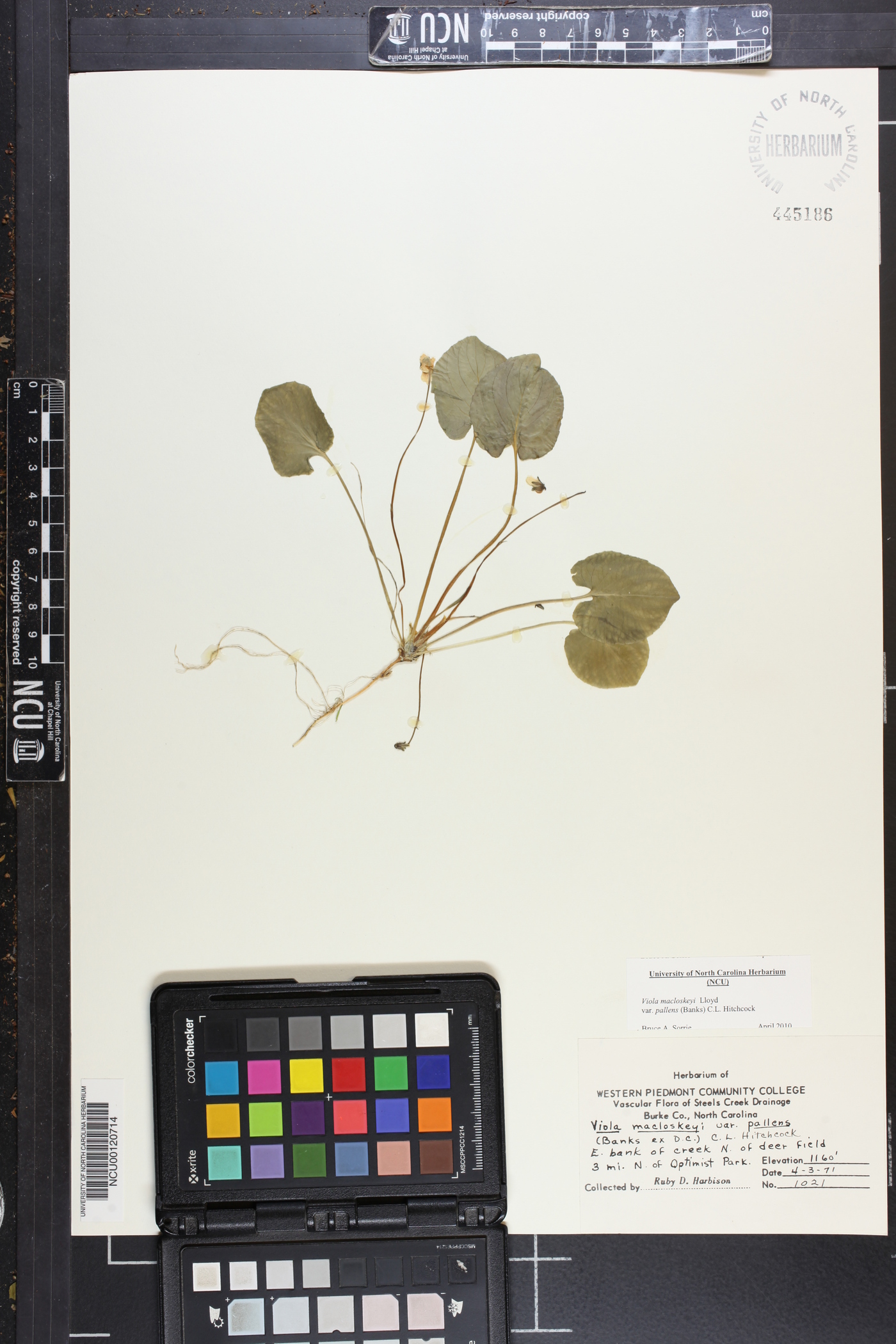 Viola macloskeyi subsp. pallens image