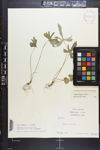 Viola palmata var. palmata image