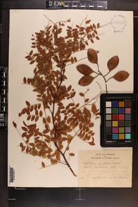 Gleditsia aquatica image