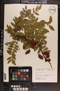 Gleditsia aquatica image