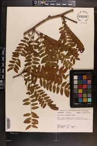 Gleditsia aquatica image