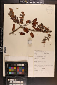 Gleditsia aquatica image