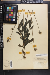 Rudbeckia hirta var. pulcherrima image