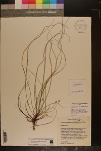 Carex austrodeflexa image