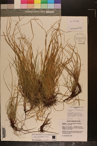 Carex austrodeflexa image