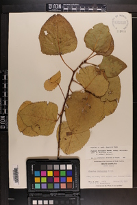 Populus deltoides subsp. deltoides image