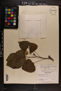 Populus deltoides subsp. deltoides image