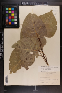 Populus deltoides subsp. deltoides image