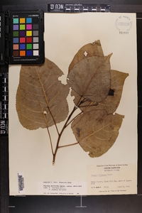 Populus deltoides subsp. deltoides image