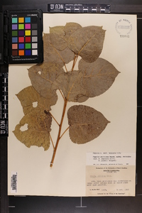 Populus deltoides subsp. deltoides image