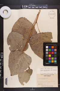 Populus deltoides subsp. deltoides image