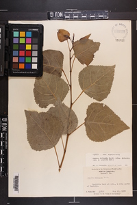 Populus deltoides subsp. deltoides image