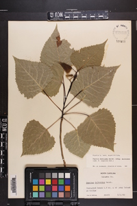 Populus deltoides subsp. deltoides image