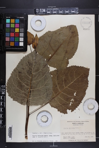 Populus deltoides subsp. deltoides image