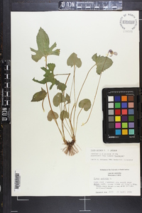 Viola palmata image