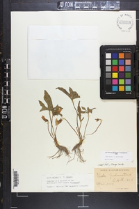 Viola palmata var. dilatata image