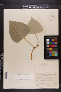 Populus deltoides subsp. deltoides image