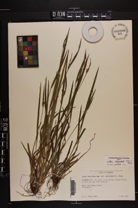 Carex kraliana image