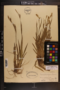 Carex striatula image