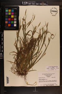 Carex striatula image