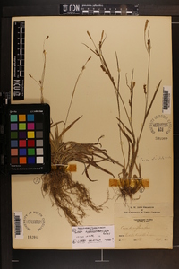 Carex striatula image