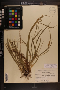 Carex striatula image