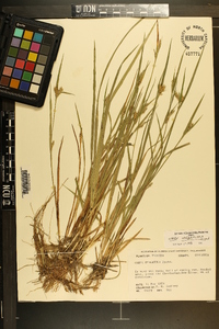 Carex crebriflora image