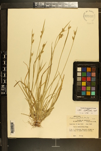 Carex crebriflora image