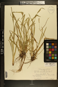 Carex kraliana image