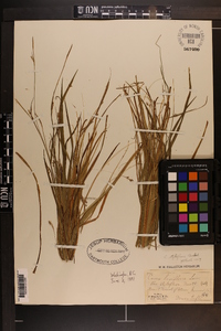 Carex styloflexa image