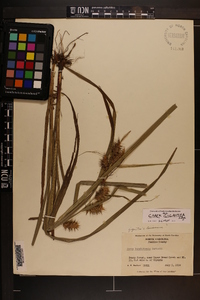 Carex gigantea image