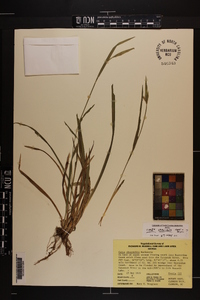 Carex kraliana image