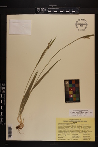 Carex kraliana image