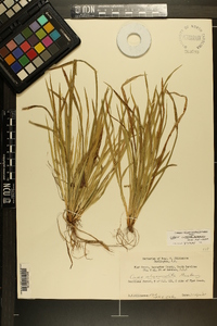 Carex cumberlandensis image