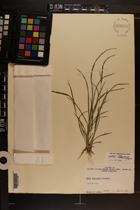 Carex crebriflora image