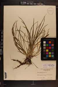 Carex cumberlandensis image